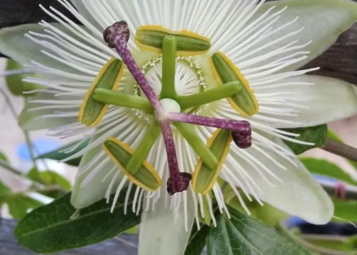 Kuca Mali Raj - Little Paradise Ferienhaus Šibenik